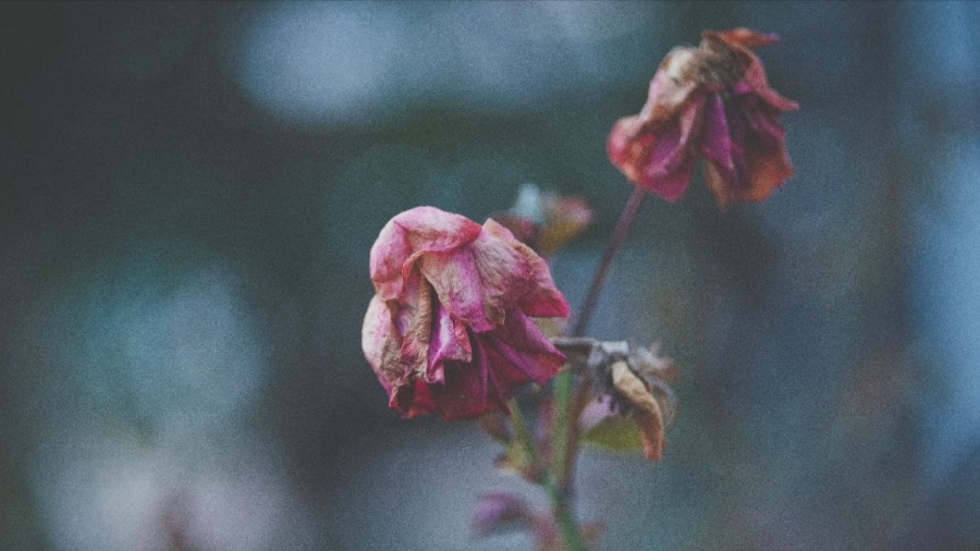 fading flower